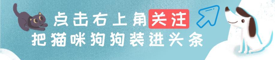 冰島唯一本土狗狗，卻一度慘遭滅絕，如今成為世界最稀有狗狗之一（冰島唯一本土狗狗）