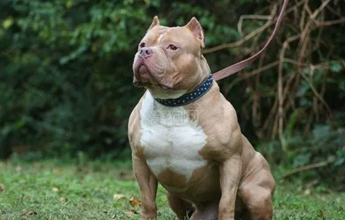 世界十大猛犬排名，杜高上榜，第二十我國國寶神犬
