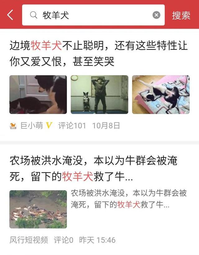 冰島唯一本土狗狗，卻一度慘遭滅絕，如今成為世界最稀有狗狗之一（冰島唯一本土狗狗）(8)