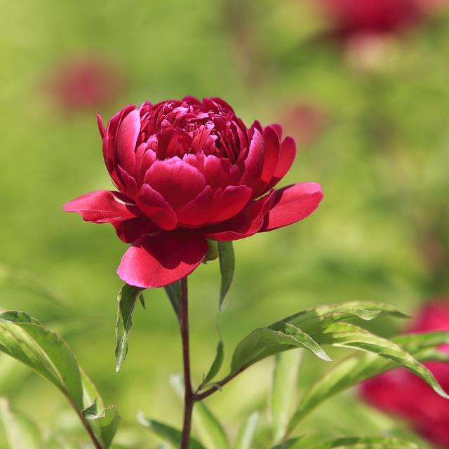 《本草》植物志之芍藥 關(guān)乎三國時(shí)期的瘟疫和一個(gè)消失的民族（本草植物志之芍藥）(12)