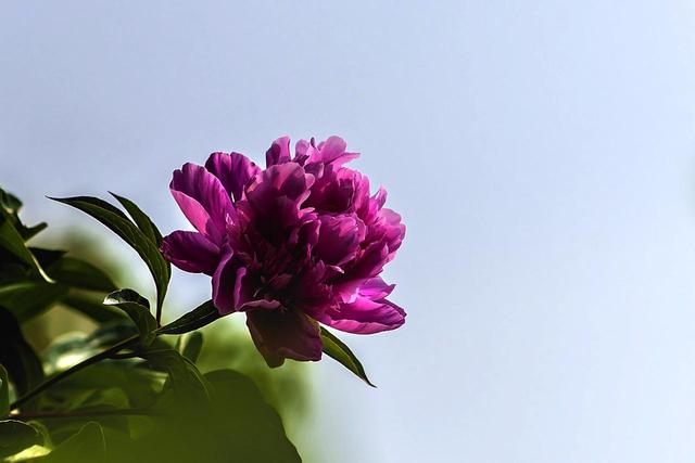 《本草》植物志之芍藥 關(guān)乎三國時(shí)期的瘟疫和一個(gè)消失的民族（本草植物志之芍藥）(6)