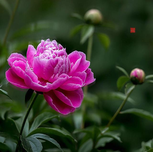 《本草》植物志之芍藥 關(guān)乎三國時(shí)期的瘟疫和一個(gè)消失的民族（本草植物志之芍藥）(10)