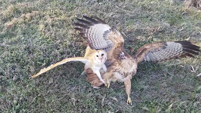 江蘇發(fā)現(xiàn)8只 猴面鷹 ，性格兇狠殘暴，為護幼崽，敢跟老鷹拼命（江蘇發(fā)現(xiàn)8只猴面鷹）(8)