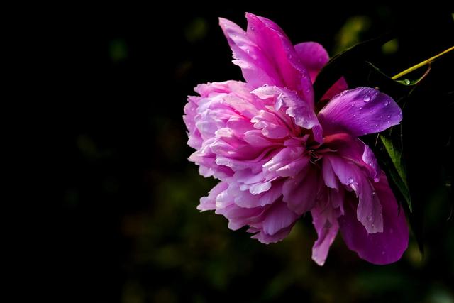 《本草》植物志之芍藥 關(guān)乎三國時(shí)期的瘟疫和一個(gè)消失的民族（本草植物志之芍藥）(3)