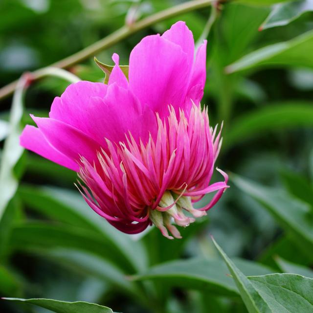 《本草》植物志之芍藥 關(guān)乎三國時(shí)期的瘟疫和一個(gè)消失的民族（本草植物志之芍藥）(9)
