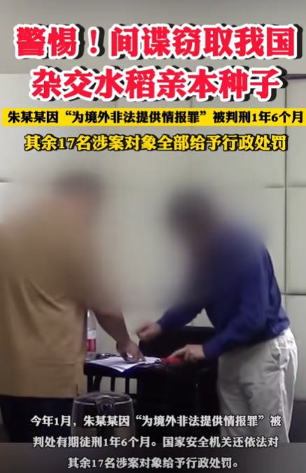 間諜竊取我國(guó)雜交水稻親本種子獲刑（朱某向境外出賣我國(guó)優(yōu)質(zhì)親本稻種） 4