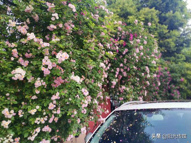 薔薇花開，暮春迎夏（薔薇花開暮春迎夏）(10)