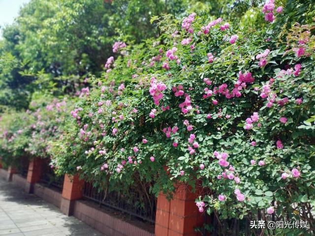 薔薇花開，暮春迎夏（薔薇花開暮春迎夏）(7)