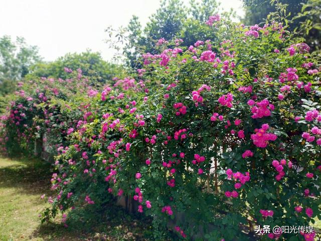 薔薇花開，暮春迎夏（薔薇花開暮春迎夏）(5)