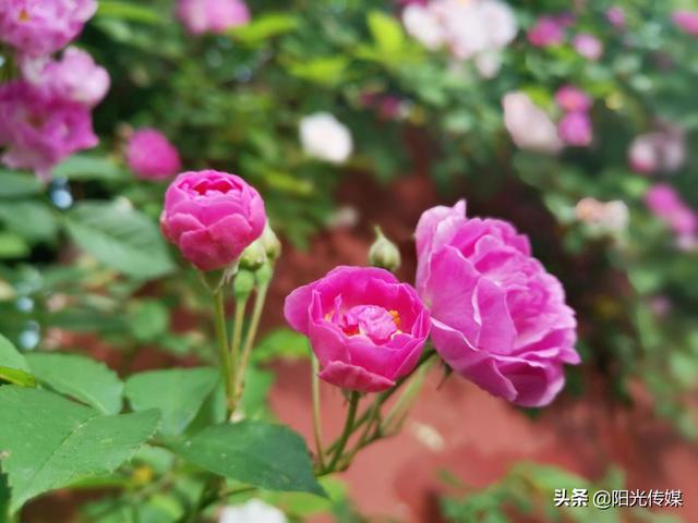 薔薇花開，暮春迎夏（薔薇花開暮春迎夏）(9)
