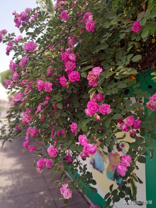 薔薇花開，暮春迎夏（薔薇花開暮春迎夏）(6)