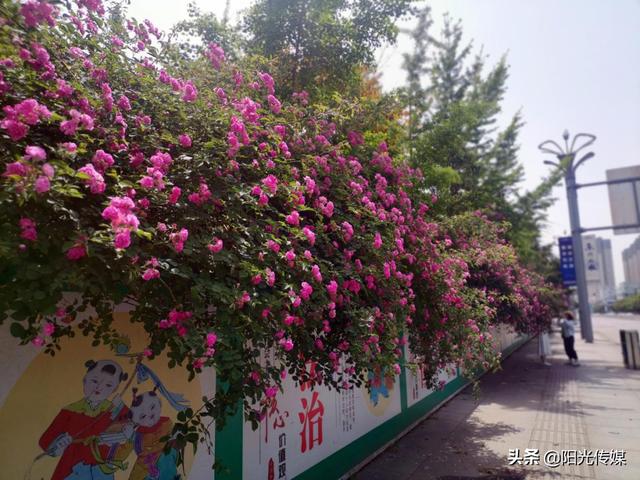 薔薇花開，暮春迎夏（薔薇花開暮春迎夏）(4)