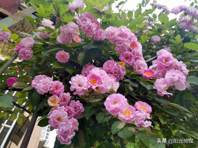 薔薇花開，暮春迎夏（薔薇花開暮春迎夏）(13)