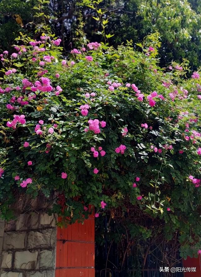 薔薇花開，暮春迎夏（薔薇花開暮春迎夏）(8)