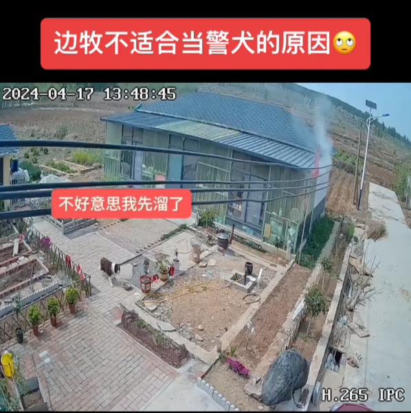 家中失火邊牧第一個(gè)溜了 土狗留在屋內(nèi)照顧狗仔