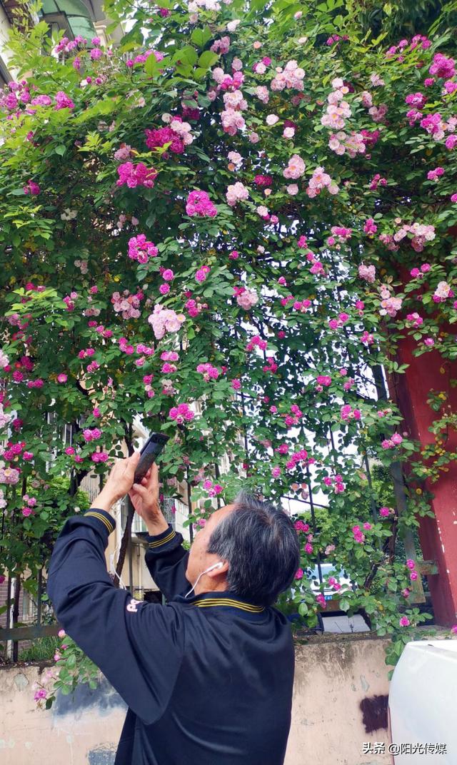 薔薇花開(kāi)，暮春迎夏（薔薇花開(kāi)暮春迎夏）(12)