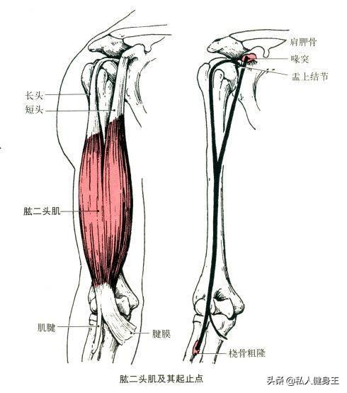 手臂訓(xùn)練計(jì)劃，六個(gè)訓(xùn)練動(dòng)作，帶你練出麒麟臂，增肌人群必備（手臂訓(xùn)練計(jì)劃六個(gè)訓(xùn)練動(dòng)作）(4)