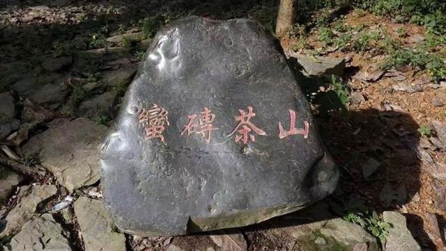 喝茶十年，跟大家說說我心中的一款好茶（跟大家說說我心中的一款好茶）(2)