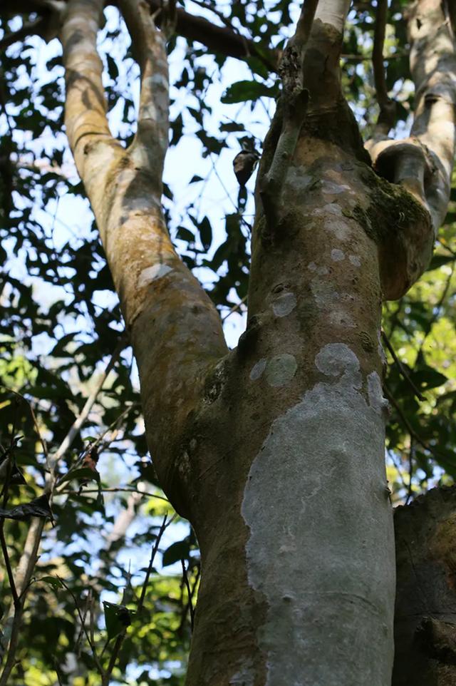 喝茶十年，跟大家說說我心中的一款好茶（跟大家說說我心中的一款好茶）(3)