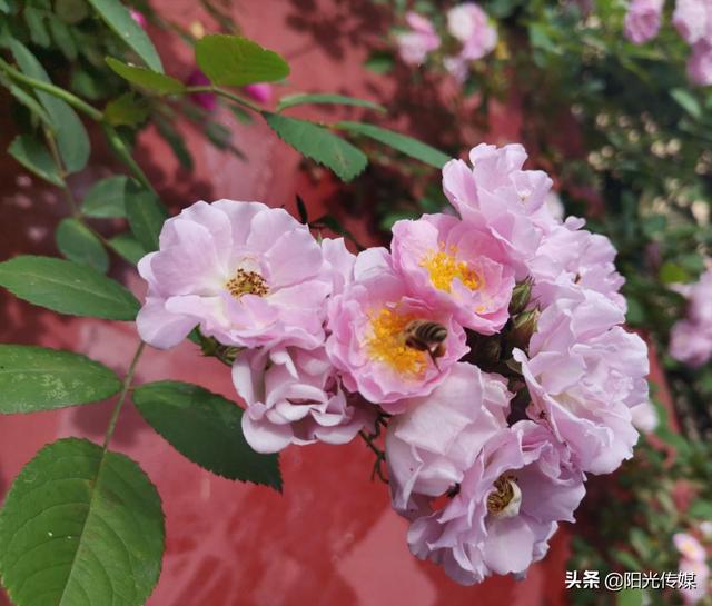 薔薇花開，暮春迎夏（薔薇花開暮春迎夏）(11)