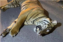 馬來西亞一只猛虎橫穿馬路時被撞死：行車記錄儀曝光