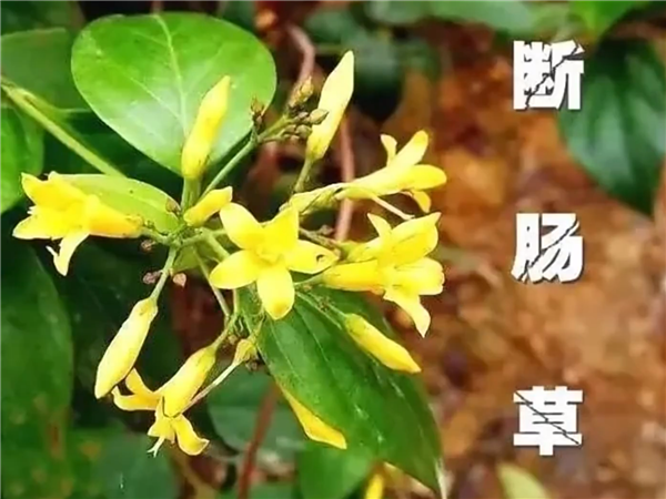 又是斷腸草惹禍！廣東一家五口喝湯中毒：2人送進(jìn)ICU