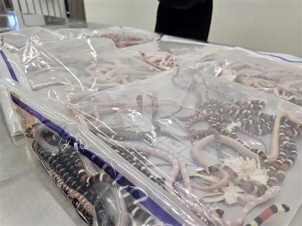 謹(jǐn)防外來(lái)物種入侵！男子褲子里藏104條蛇入境：全都是活的