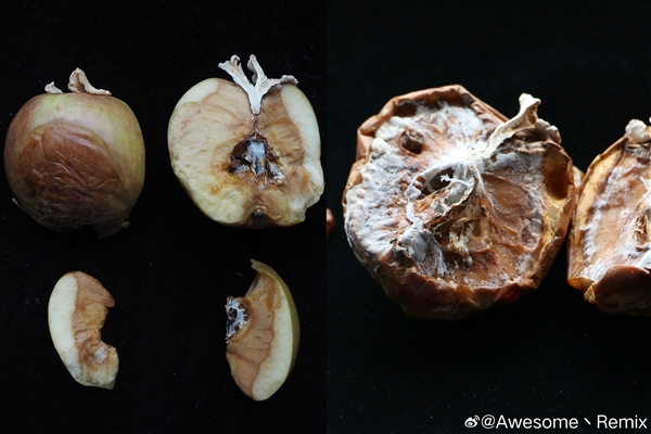 蘋果長(zhǎng)出大蘑菇 中科院專家千里求購后匯報(bào)研究進(jìn)展：白參在腐爛處生長(zhǎng)