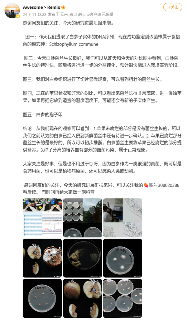 蘋果長(zhǎng)出大蘑菇 中科院專家千里求購后匯報(bào)研究進(jìn)展：白參在腐爛處生長(zhǎng)