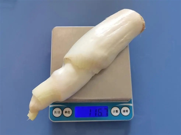 現在正上市！它是蔬菜界的“水中參” 很多北方人都沒吃過