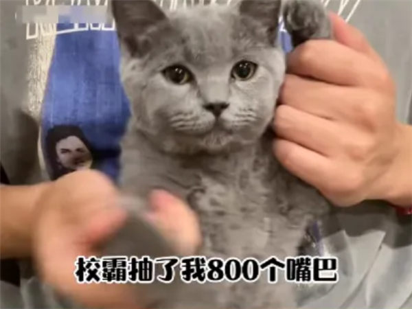 校霸抽了我800個嘴巴子？微信整治擺拍校園霸凌“玩?！币曨l