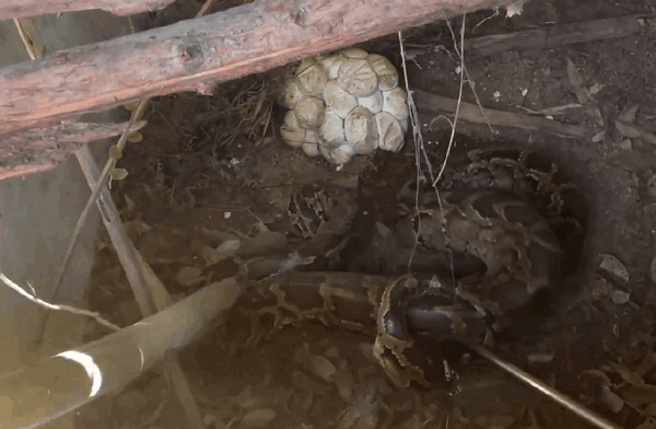 福建一豬圈意外變蛇窩 巨蟒下了一堆蛇蛋