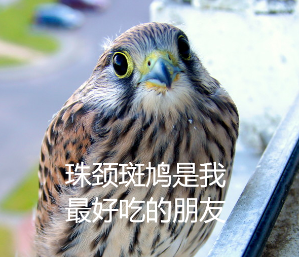 幾根樹枝就當(dāng)窩、還“隨地大小蛋”！這鳥也太“擺爛”了