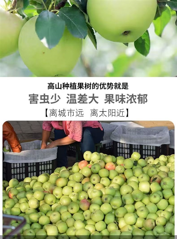 產(chǎn)地直銷！陜西青蘋果5斤13.8元、徐香獼猴桃20枚14.8元
