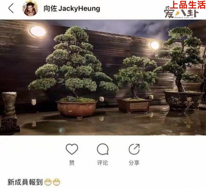 向佐“三棵樹”暗示郭碧婷懷孕？