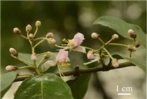 廣西發(fā)現(xiàn)新物種陽朔風(fēng)箏果：長在喀斯特石山上 數(shù)量極為稀少