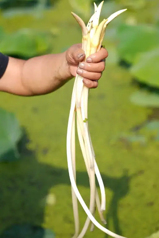 新疆的海鮮、甘肅的蝦 農(nóng)業(yè)大摸底太精彩了