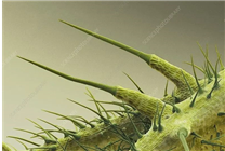 長(zhǎng)滿(mǎn)毛刺還有毒的蕁麻：一小哥愣是30分鐘生吃35米