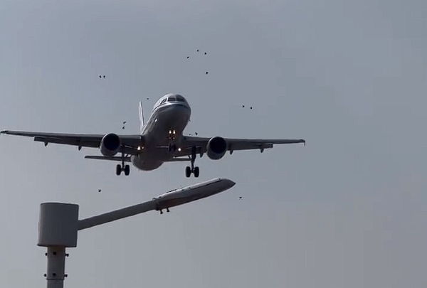 國航一飛機(jī)降落時(shí)撞到鳥群：機(jī)頭可見清晰血跡