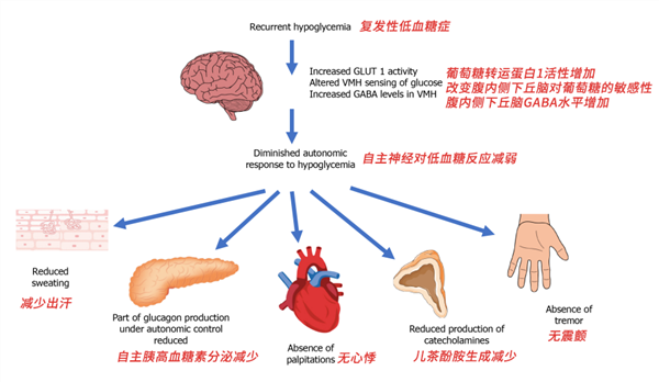 “網(wǎng)紅洋媳婦”突然去世被當(dāng)?shù)刈C實！常見的低血糖也會致人死亡